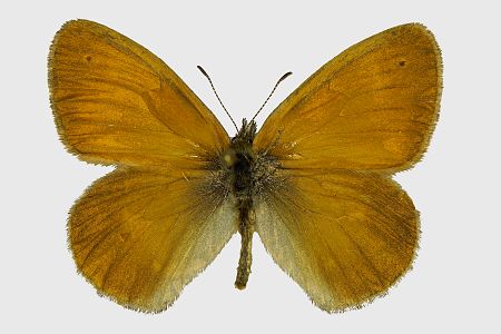 Coenonympha tullia Großes Wiesenvögelchen